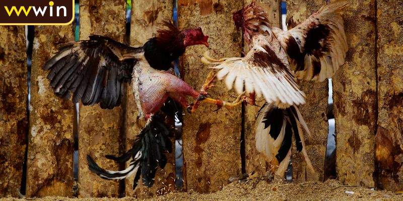 Các quy tắc dụng cụ hỗ trợ